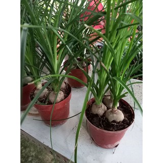 🌿Lan Bình Rượu 3 củ🌿