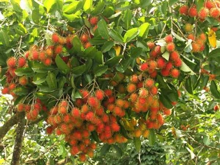 cây giống chôm chôm thái