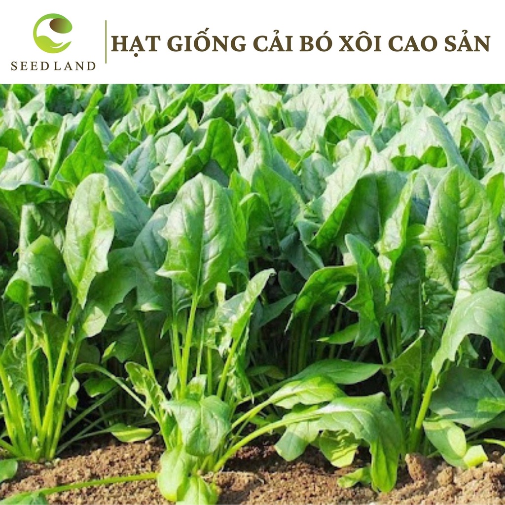 Hạt giống cải bó xôi cao sản - 20gr, hạt rau chân vịt rau bina SeedLand