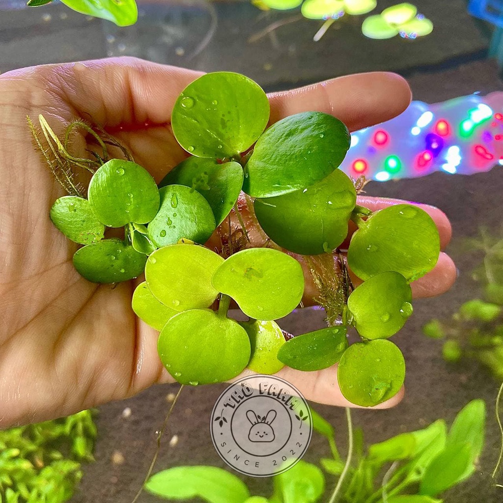 Bèo Nhật siêu phẩm hồ thủy sinh dễ trồng