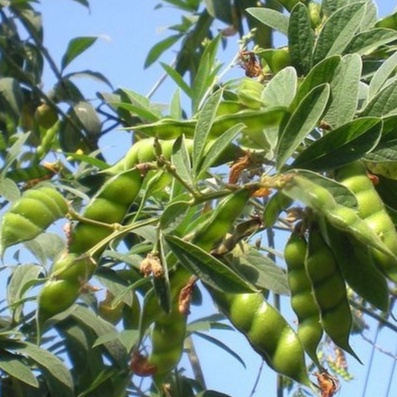 Hạt giống đậu săng (đậu chiều) dể trồng/gói 20gram