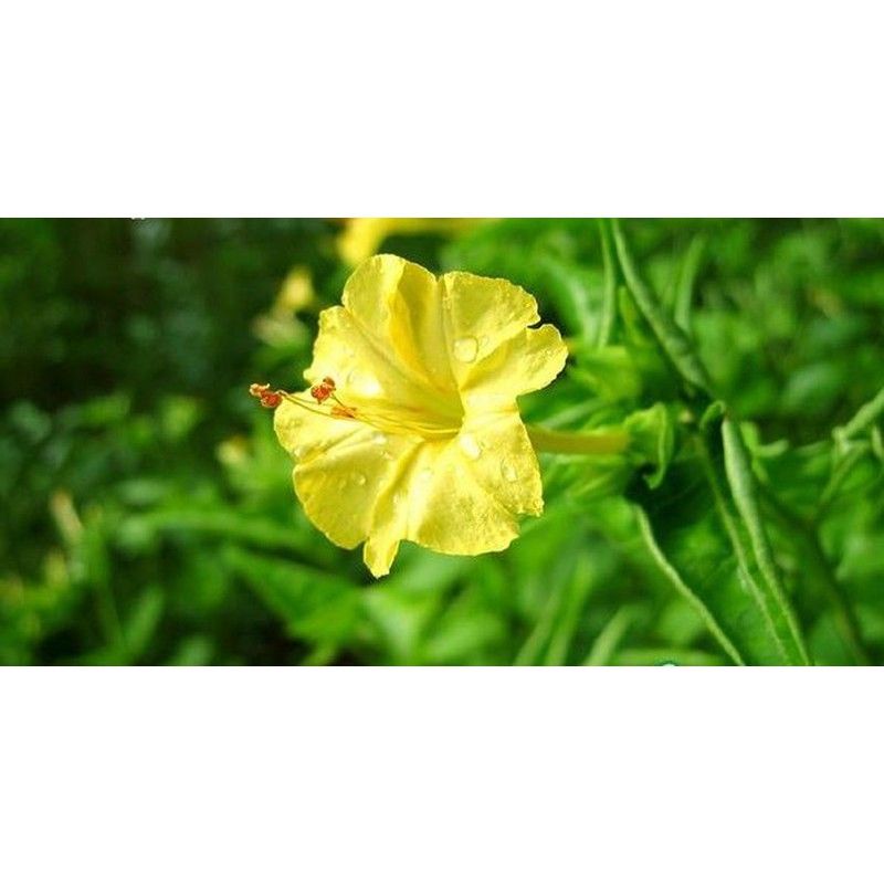 Gói 10 Hạt giống Hoa phấn