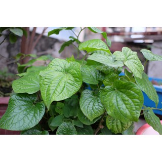 10 Cây Lá Lốt giống
