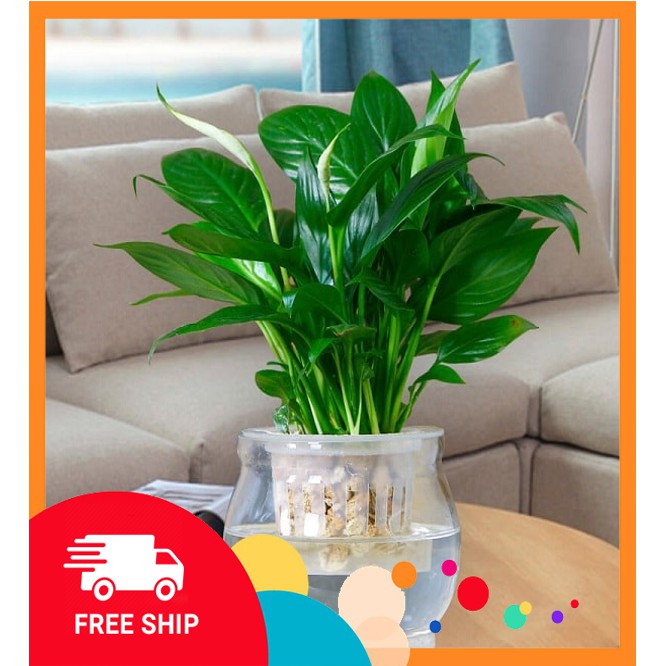 Cây Để Bàn tượng trưng cho sự bình yên một nguồn tỏa ra những năng lượng tích cực