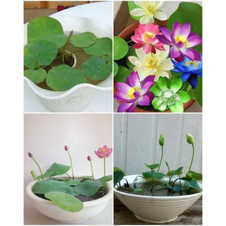 Set 10 Hạt Sen Mini - Tự Chọn Màu