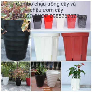 Combo chậu trồng cây tròn, chậu vuông cao 25cm và chậu ươm cây