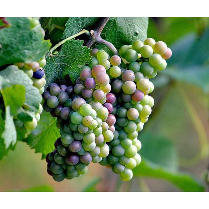 Hạt giống nho cầu vồng lạ chưa từng thấy 10 hạt