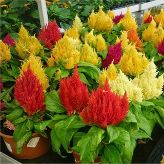 Hạt giống HOA MỒNG GÀ ĐUÔI PHỤNG LÙN NHIỀU MÀU - GÓI 0,3 GRAM