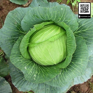 [Hạt giống nội địa TQ] Hạt giống bắp cải tròn chịu nhiệt - tỷ lệ nảy mầm 90%