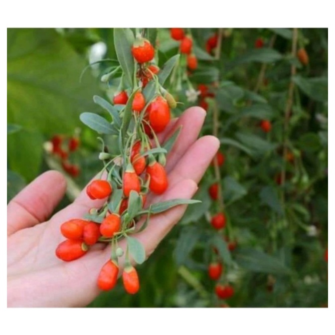 Hạt kỳ tử hữu cơ organic DM Bio Goji Beeren Đức 150g tốt cho sức khoẻ &amp; trẻ nhỏ - Shop Viloet