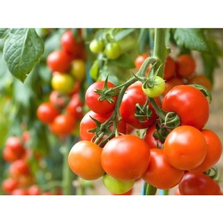 HẠT GIỐNG CÀ CHUA CHERRY, CÀ CHUA BI (Gói 0.5g)