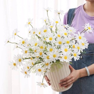 Cúc họa mi xinh iu đủ màu trang trí