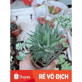 Chậu Móng Rồng