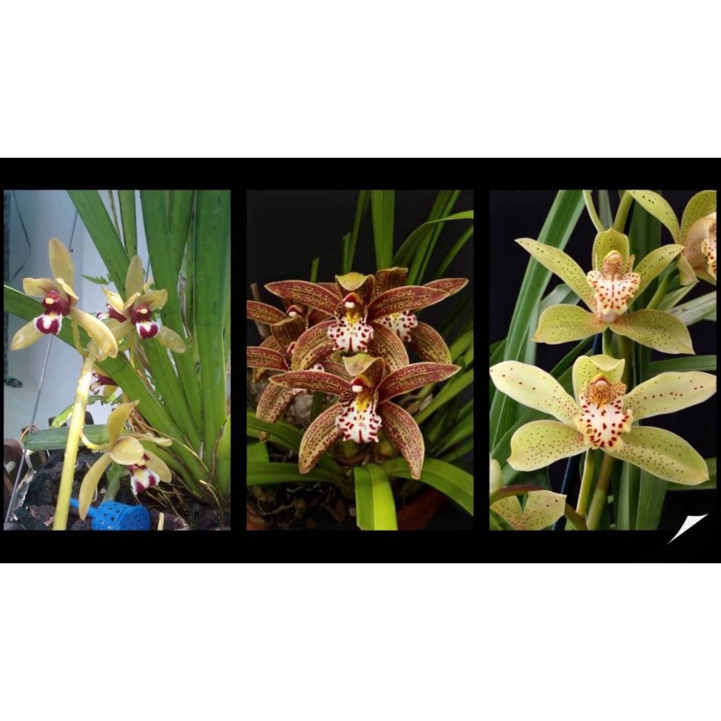 COMBO 5 THÂN ĐỊA Lan kiếm hồng hoàng , trần mộng thu - Cymbidium iridioides - TMTTB