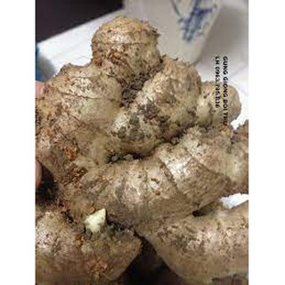 1 KHÓM GỪNG LÀM GIỐNG ĐÃ ƯƠM LÊN MẦM CÂY