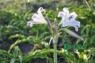 500g trinh nữ hoàng cung
