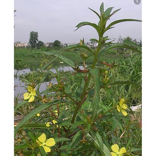 Cây Rau Mương Khô(1kg)