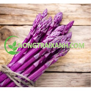 10h - hạt giống măng tây tím