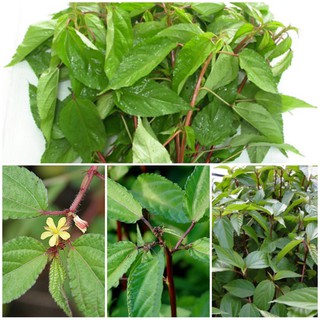 Hạt Giống Rau Đay Xanh, Đỏ. Giống nảy mầm mạnh, sinh trưởng khoẻ, rau thơm ngon. nhập khẩu-  chuyên dụng.