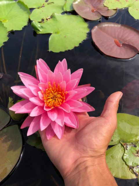 Củ hoa súng kép đẹp hoa nhỏ mini