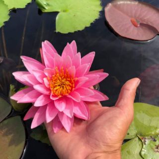 Củ hoa súng kép đẹp hoa nhỏ mini