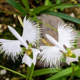 Hoa lan hài làng Bạch hạc