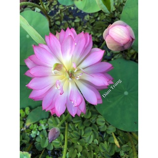 Mini siêu nụ Pink butterfly