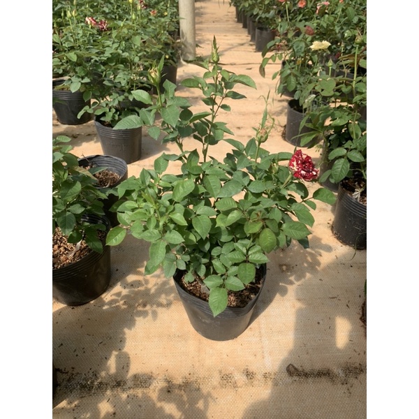 Hoa hồng bụi Abracadabra - cây nguyên chậu