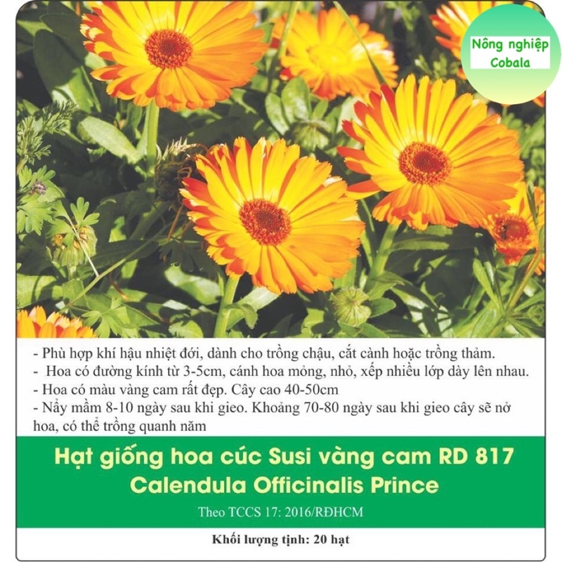 Hạt Giống Hoa Cúc SuSi Nhiều Màu 0.1gr