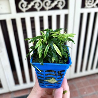 Ráy Lưỡi Hổ Cẩm Thạch Mini - Cây Thủy Sinh