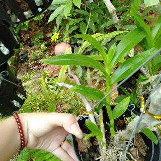 Hoa phong lan tr tím rừng chậu phi 12
