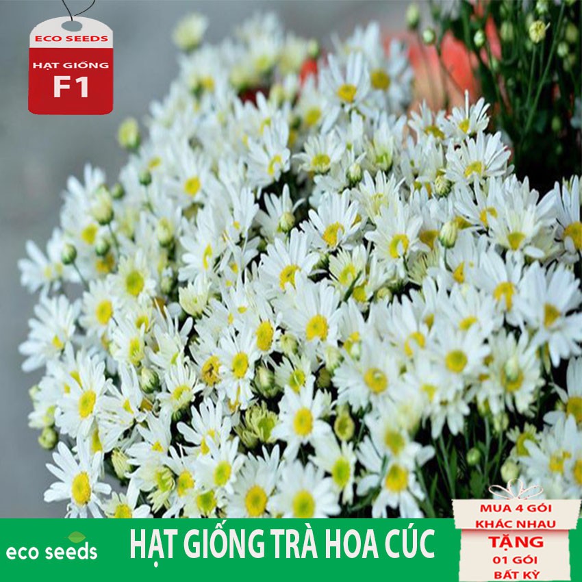 HẠT GIỐNG TRÀ HOA CÚC H1 Eco seeds KLT 3g. Hoa cúc nhỏ có màu trắng hoặc vàng. Có vị ngọt hơi đắng, tính mát. Dùng an th