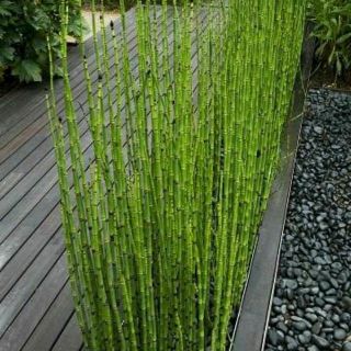 Cây thiền trúc