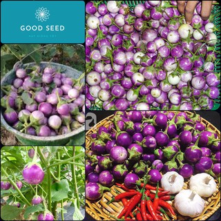 🍀Hạt Giống Cà Pháo Tím F1 Cao Sản🍀 Sinh Trưởng Khỏe Kháng Sâu Bệnh Gói 50 Hạt