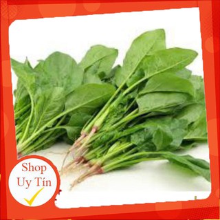 - HẠT GIỐNG CẢI BÓ XÔI - RAU BINA chất lượng.