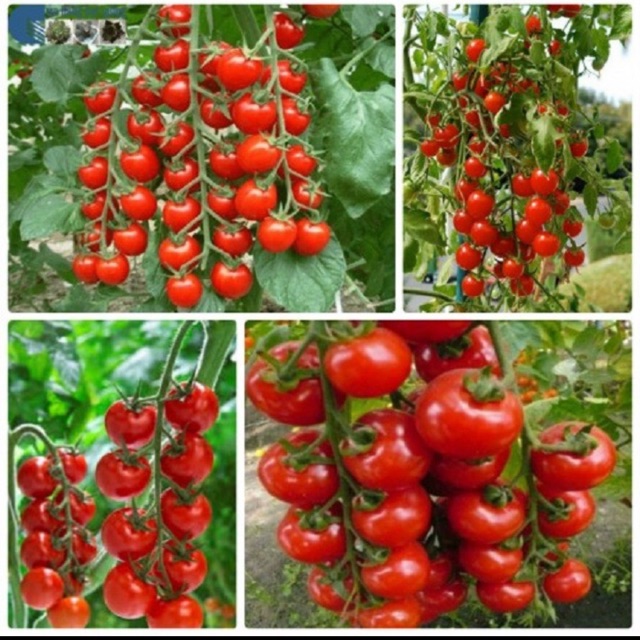 Hạt giống cà chua chuỗi Ngọc- gói 30 hạt