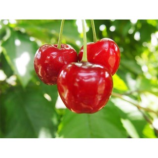 Trái cherry nhựa, hoa hồng bằng lụa, nút gỗ hình bướm, hoa đại  chụp ảnh