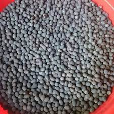 1 kg Hạt giống hoa sen