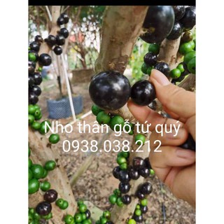 Cây nho thân gỗ tứ quý chuẩn f1