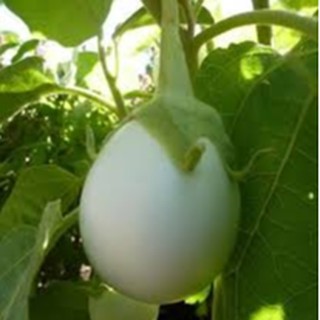 20 HẠT GIỐNG CÀ PHÁO TRẮNG