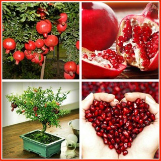 Cây giống lựu đỏ ấn độ chuẩn giống