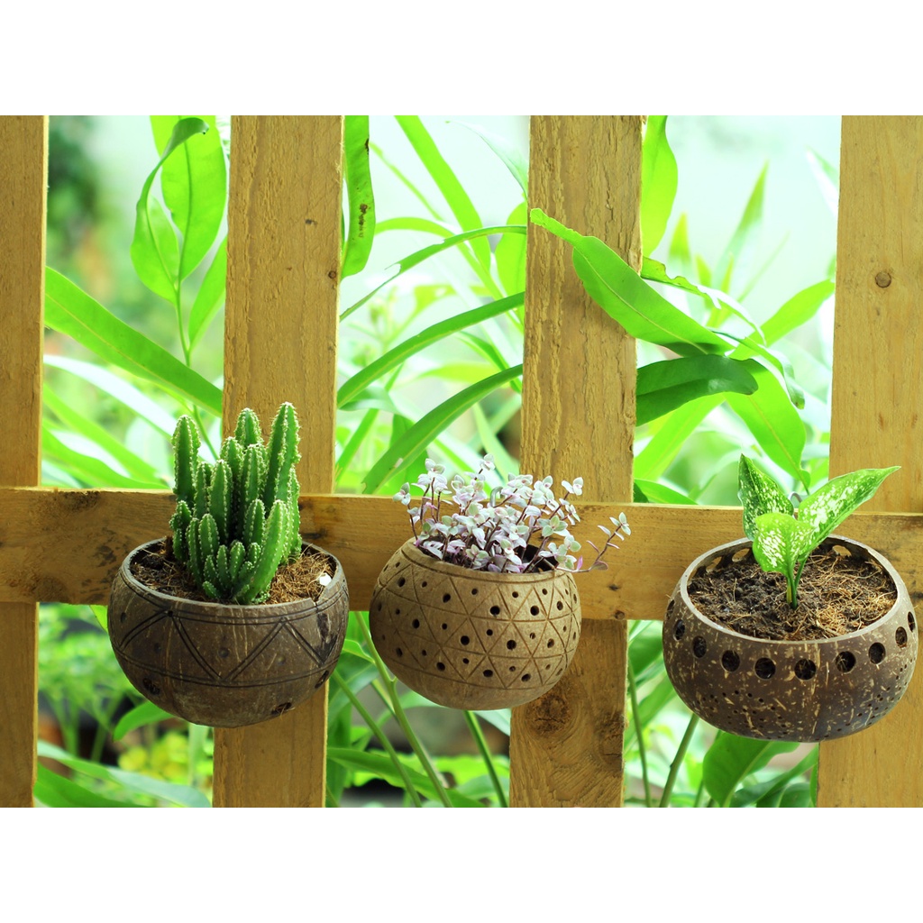 Set mẫu ngẫu nhiên - Gáo dừa thô TRỒNG LAN I CÂY CẢNH