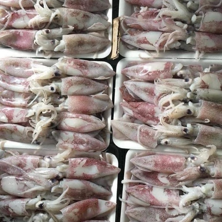 Mực chã tươi loại nhỏ khay 500g
