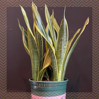 HÀNG ĐỘC QUYỀN! Bộ sưu tập Cây Lưỡi hổ Thái để bàn - size 20 cm - Cây nội thất văn phòng phong thủy