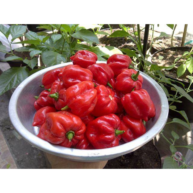 Hạt Ớt đỏ Habanero 15h