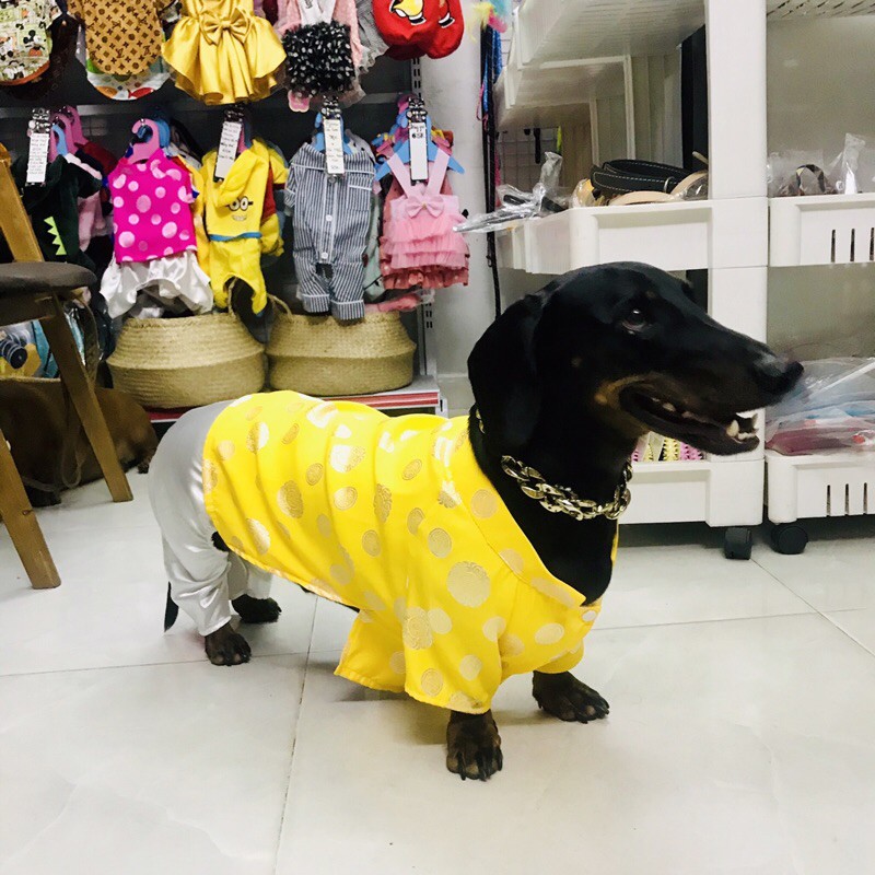 ÁO CHÓ MÈO CÓ SIZE LỚN - ÁO DÀI TRUYỀN THỐNG
