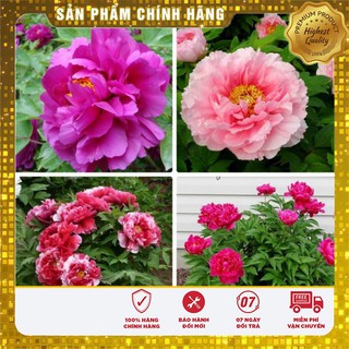 Hạt Giống Hoa Mẫu Đơn Kép ( 6 hạt)