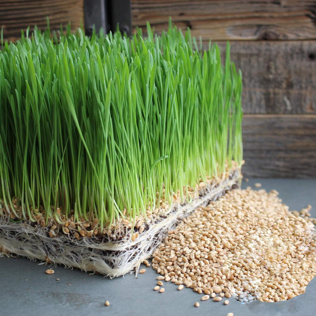|HÀNG NHẬP KHẨU| Hạt giống rau mầm lúa mì Thái Lan. Tặng kèm viên nén ươm hạt và kích rễ
