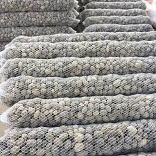 Phân Dê bón Lan, hoa hồng dài 20cm