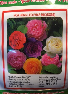 Hạt giống hoa hồng leo Pháp 🌱